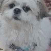 شیتزو مالتیز