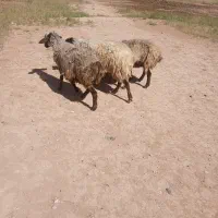 فروش ۴تا میش چاق سرچهان گودحسن