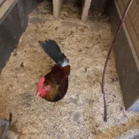 نوچه گلین ۳ ماهه
