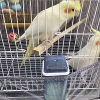 جفت عروس هلندی