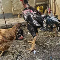 مرغ و خروس لاری