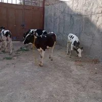 گوساله نرصنعتی