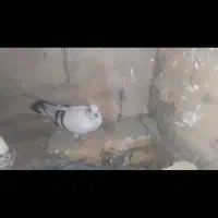 کبوتر