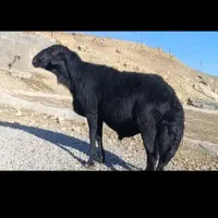 بره قوچ همو ۰۰۰