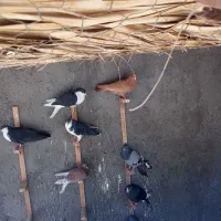 پرنده نر غریب