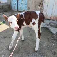 سلام یک رس گوساله ماده سیمنتال شیری قرمز
