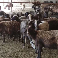 گوسفند بره نروماده ومیش