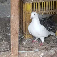 کبوتر پرشی