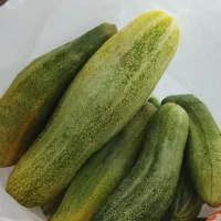 خیار محلی