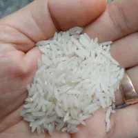 برنج طارم کشت اول مازندران