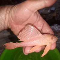لجن خوار