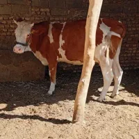 گستر سیمنتال فروشی