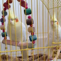عروس هلندی