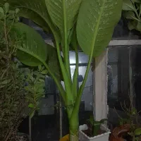 گل های زیبا
