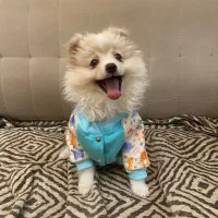 سگ پامر|سگ|کرج, گلشهر|دیوار