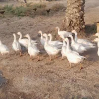 غاز اصیل درشت وبزرگ