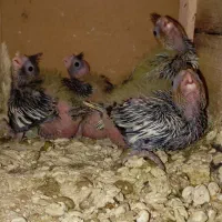 عروس هلندی