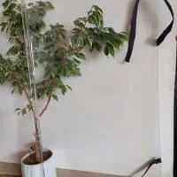 بندمحافظ تلویزیون 49اینچ