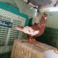 کبوتر پرشی