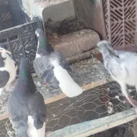 ساده سیاه چپ سیاه و مگس