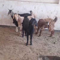 سلام پنج عدد کهره ماده چاق تخت هم داشتی هم کشتی