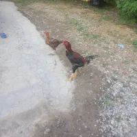 خروس لاری اصیل