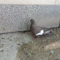 کبوتر سرک قهوه‌ای شهری