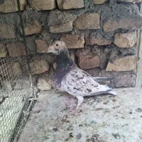نر سار هفترنگ کاکلی