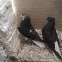 کبوتر
