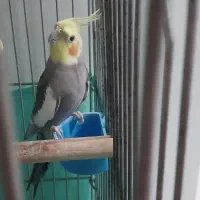 عروس نر مست سخنگو