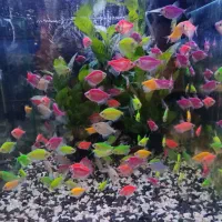 کالر ویدو|ماهی|رشت, شهرک صبا|دیوار