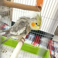 عروس هلندی
