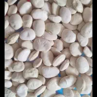 لوبیا سفید  و لوبیا چیتی تازه امسال