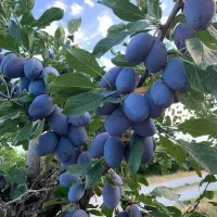 ارائه انواع نهال میوه لیبل دار