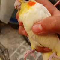 عروس هلندی