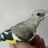 جوجه سیره