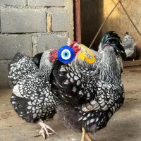 جوجه ویاندوت سیلور آمریکایی.زینتی