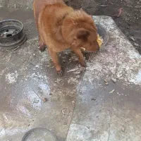 سگ اصیل محلی