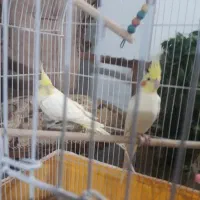 عروس هلندی مولد