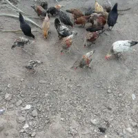 مرغ وخروس