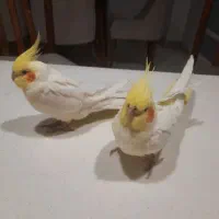 عروس هلندی مولد