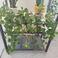 گل پرورش خونگی