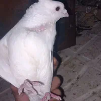 کبوتر|پرنده|لردگان, |دیوار