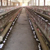 کارگر مرغداری تخم گذار