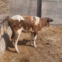 سلام  گوساله سیمینتال ماده