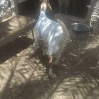 کهره نر