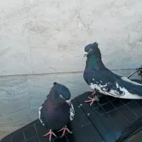 یک جفت کبوتر سینه سیاه یال دم بست