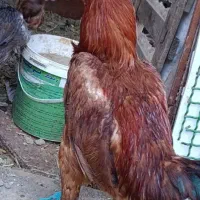 خروس لاری