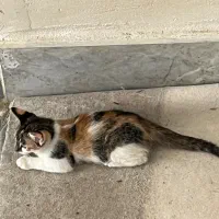 بچه گربه فروشی