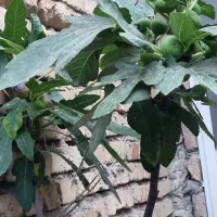 درخت انجیر پرورشی گلدانی ۴ ساله با میوه